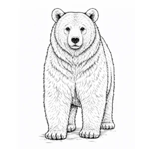 דף צביעה של דוב בוגר להדפסה