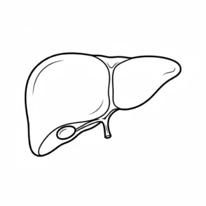 דף צביעה של כבד להדפסה