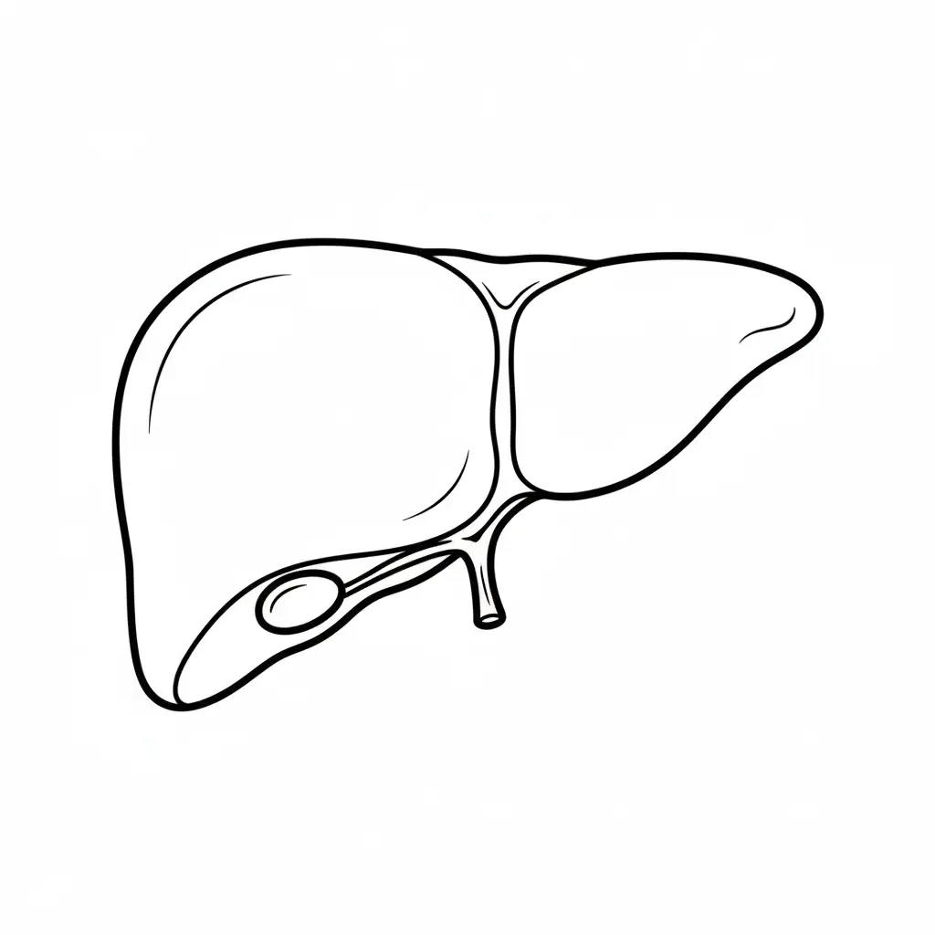 דף צביעה של כבד להדפסה