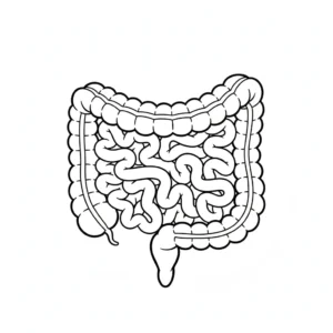 דף צביעה של מעיים להדפסה