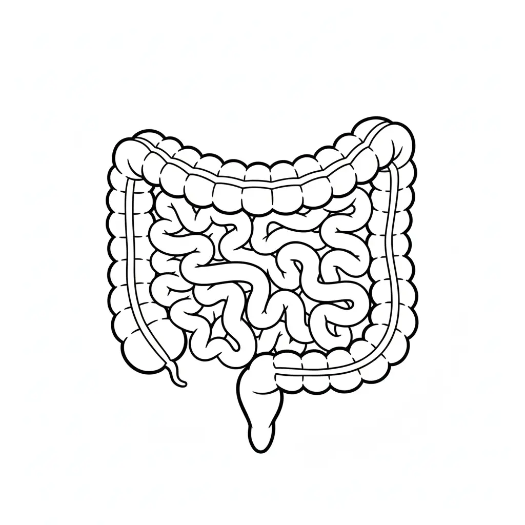 דף צביעה של מעיים להדפסה