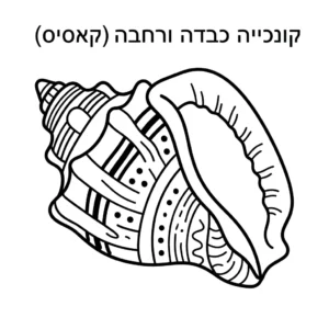 דף צביעה של קונכייה גדולה להדפסה